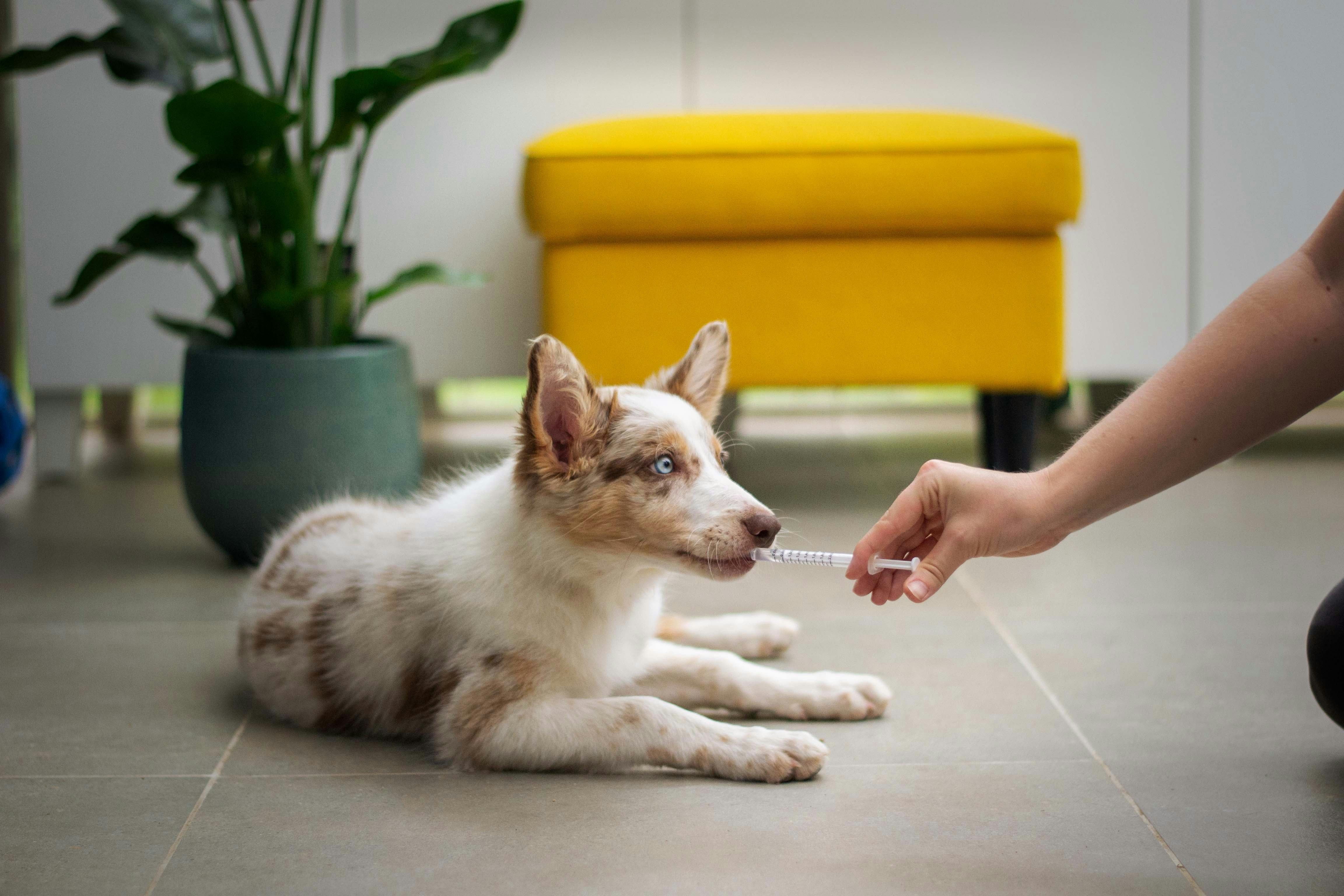 Veterinarian gently caring for a dog in a bright clinic